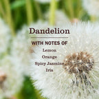 Dandelion Plug In Scented Oil Refill, 2-Pack - Home Care
