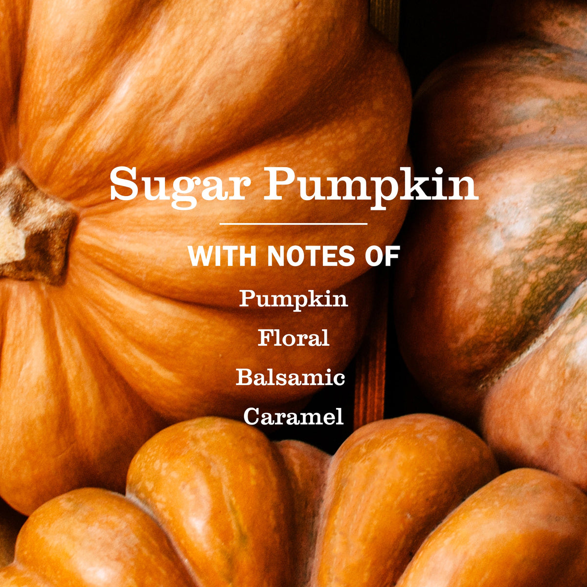 Sugar Pumpkin Plug In Scented Oil Refill, 2-Pack - Home Care