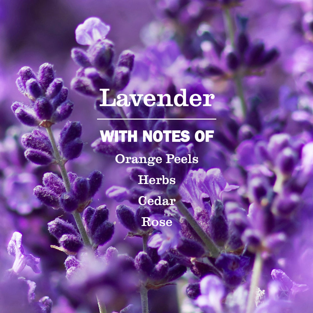 Lavender Kitchen Basics Set - Home Care