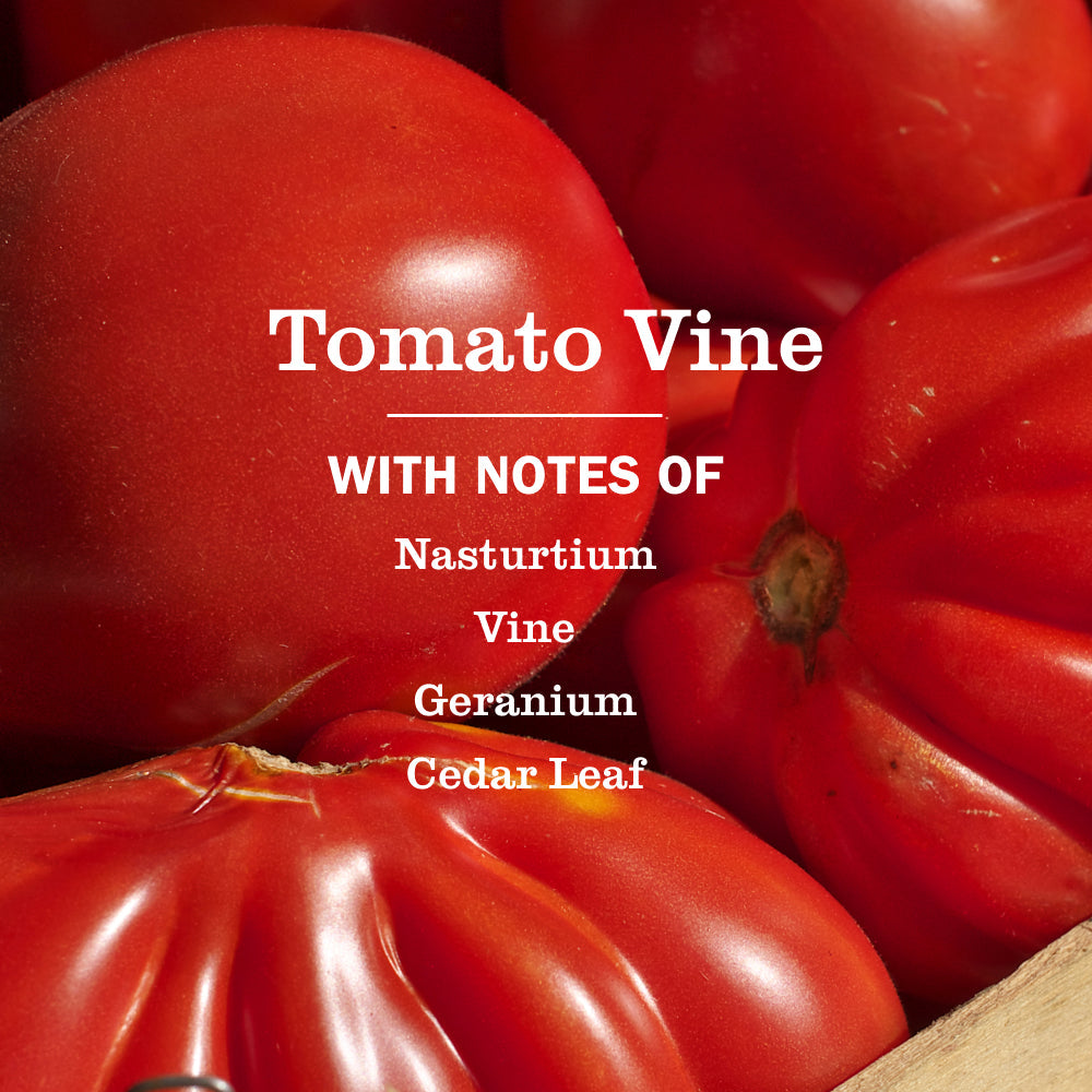 Tomato Vine Liquid Dish Soap - Home Care